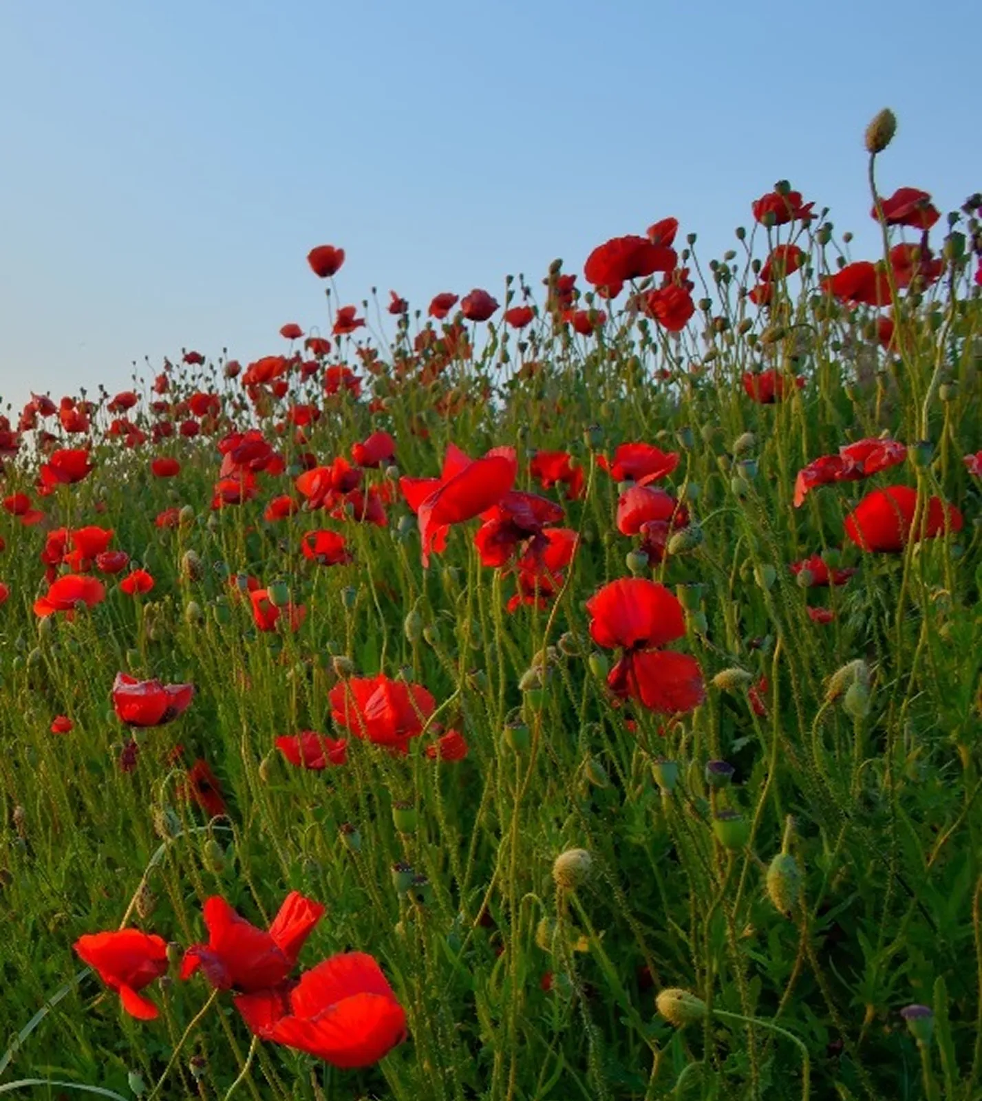 Cate Reid Ceremonies - Red Flowers